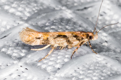 Aristotelia planitia