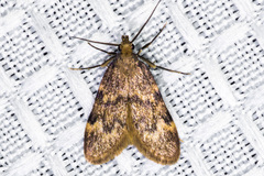Aglossa acallalis