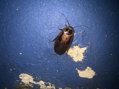 Blaberus discoidalis
