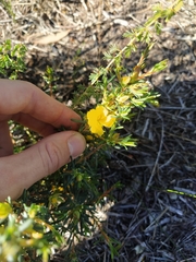 Hibbertia aurea