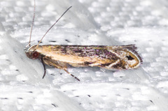 Battaristis concinnusella