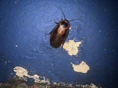 Blaberus discoidalis