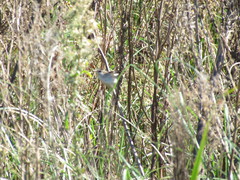 Limnoctites sulphuriferus