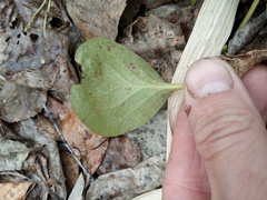 Pyrola rotundifolia