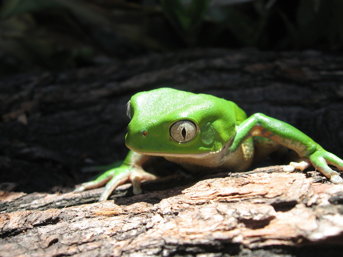 Southern Walking Leaf Frog