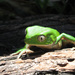 Southern Walking Leaf Frog - Photo (c) 2007 Raul Maneyro, some rights reserved (CC BY-SA)