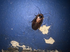 Blaberus discoidalis