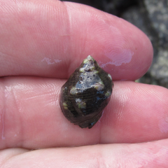 Acanthais brevidentata