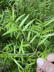 Podocarpus laetus
