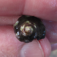 Acanthais brevidentata