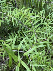 Podocarpus laetus
