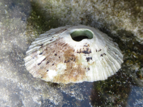 Fissurella virescens