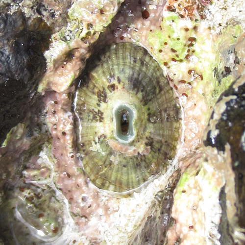 Fissurella virescens