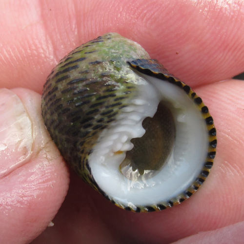 Rough-ribbed Nerite