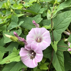 Calystegia hederacea