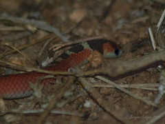 Gyalopion quadrangulare