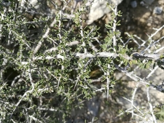 Condalia spathulata