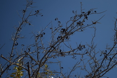 Microlobius foetidus