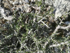 Condalia spathulata