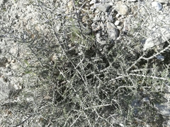Condalia spathulata
