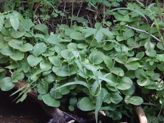 Neottia convallarioides