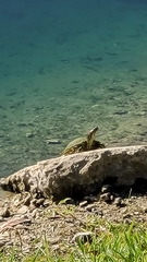 Trachemys scripta elegans image