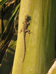 Anolis sulcifrons