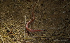 Gyalopion quadrangulare
