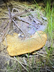 Cerioporus squamosus