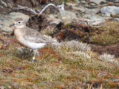 Charadrius obscurus obscurus