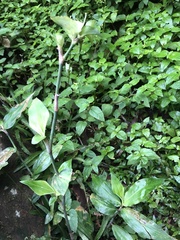 Commelina obliqua
