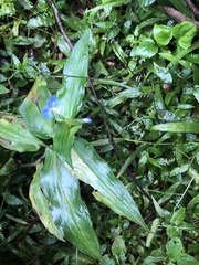 Commelina obliqua