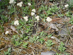 Antennaria virginica