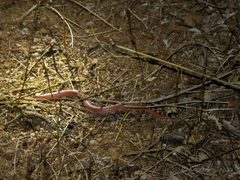 Gyalopion quadrangulare