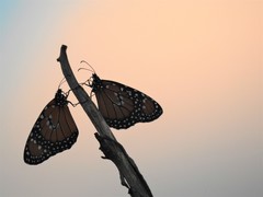 Danaus gilippus