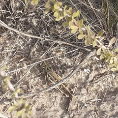 Rhammatocerus pictus