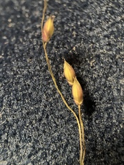 Panicum bergii