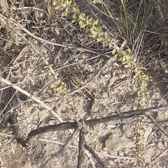 Rhammatocerus pictus