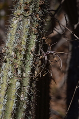 Tillandsia intermedia