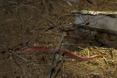 Gyalopion quadrangulare