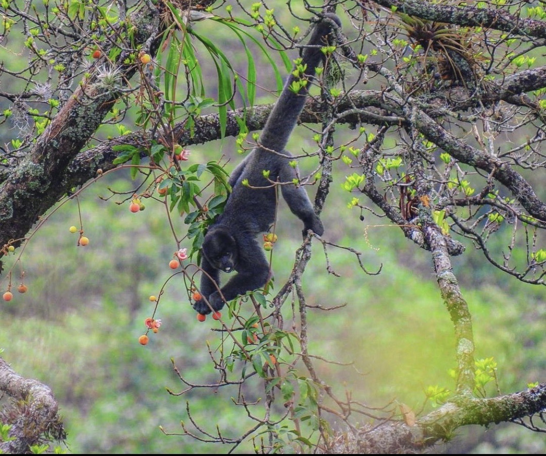 Poeppig's Woolly Monkey (Subspecies Lagothrix lagothricha poeppigii) ·  iNaturalist Guatemala