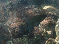 Epinephelus analogus