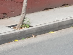 Passer domesticus