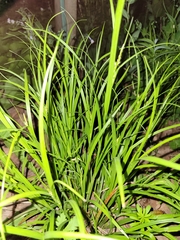 Carex muskingumensis