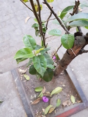 Magnoliopsida