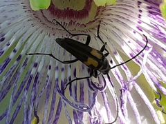 Typocerus lunulatus