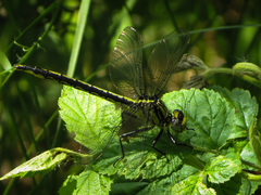 Arigomphus cornutus