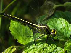 Arigomphus cornutus