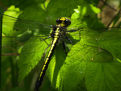 Arigomphus cornutus