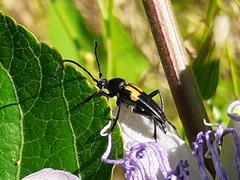 Typocerus lunulatus
